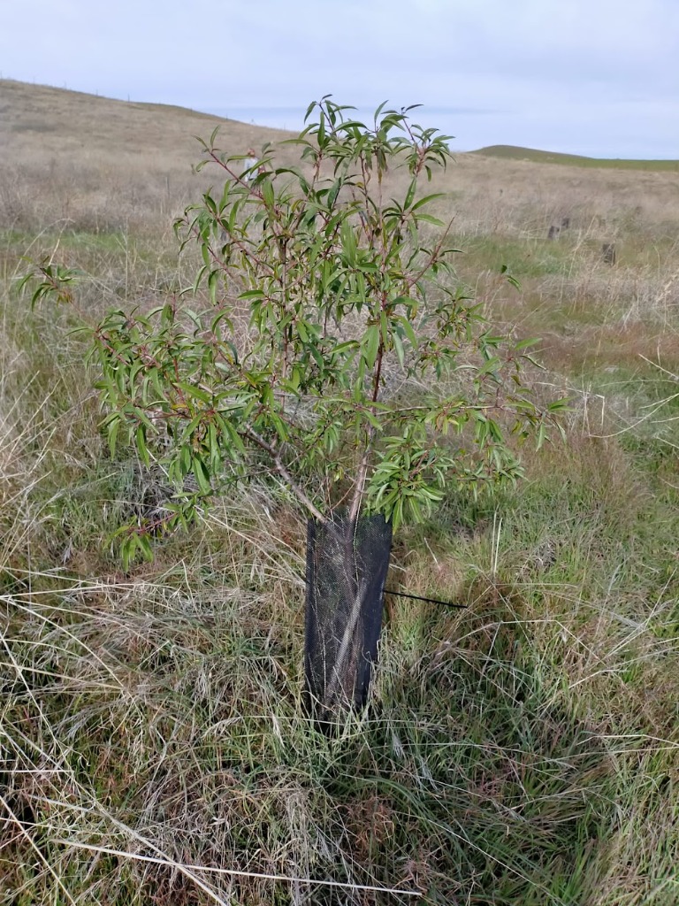 Protección de ejemplares jóvenes