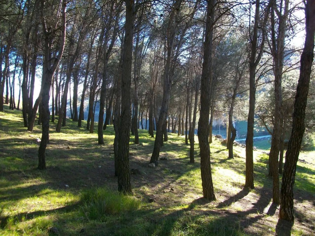 Los Pinos, plantado por los ni&ntilde;os del colegio hace 50 a&ntilde;os